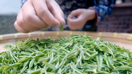 碧螺春是红茶吗？