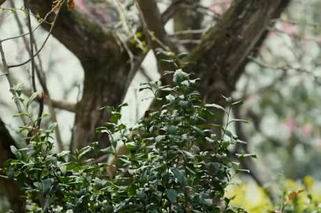 碧螺春是在哪里生产的？