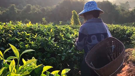 普洱生茶和熟茶有什么区别？