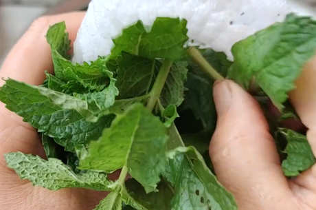 薄荷茶的制作方法