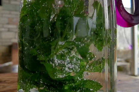 薄荷茶的制作方法