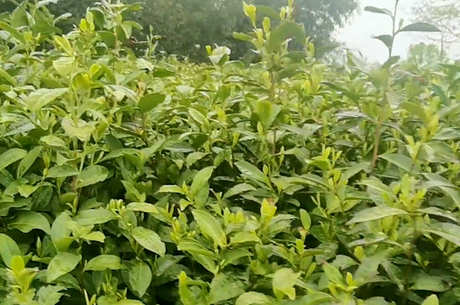四大名茶产地