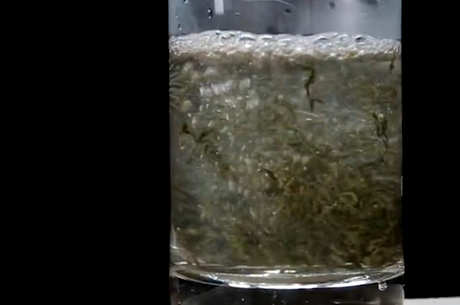 四大名茶有哪四种？