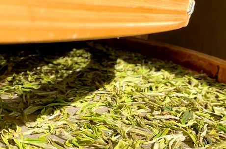 茶叶分类的六大基础茶有哪些？