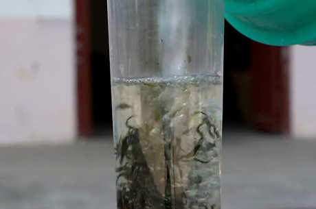 安吉白茶6年后还能喝吗？