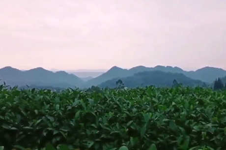 茉莉花茶的产地在哪里？