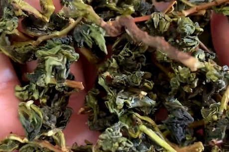 铁观音是一种乌龙茶吗？