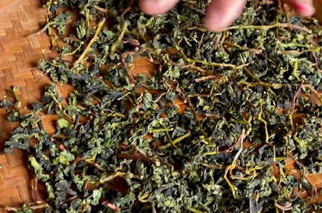 铁观音是一种乌龙茶吗？