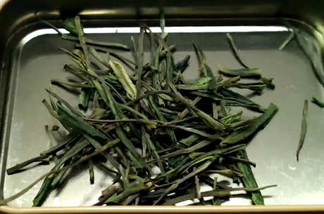 哪里最好生产安吉白茶？