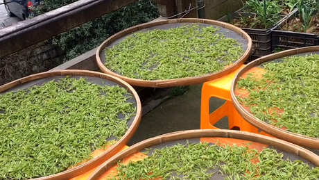 龙井茶的产地在哪里？