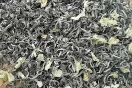 茉莉花茶产地哪里好？