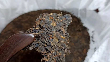 老曼峨茶的产地在哪里？