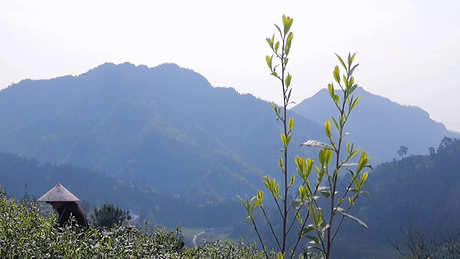 均匀毛尖茶产地在哪里？