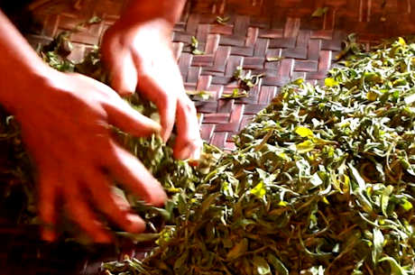 普洱茶有32种香型