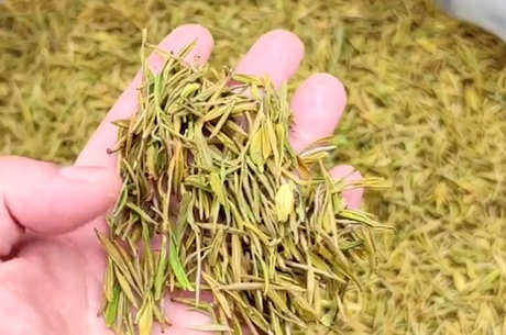 六大茶有哪些代表性名茶？