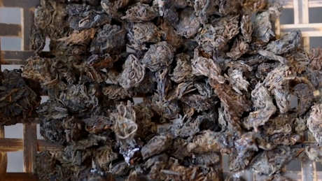碎银子茶的生产工艺
