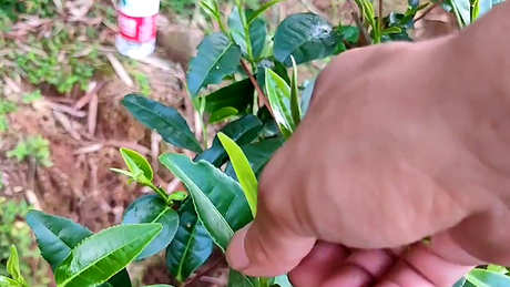 制茶工艺流程