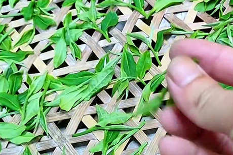 制茶工艺流程