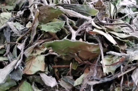 福鼎白茶口味特介绍