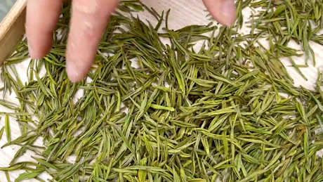 安吉白茶存放时间越长越好吗？