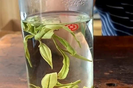 安吉白茶存放时间越长越好吗？