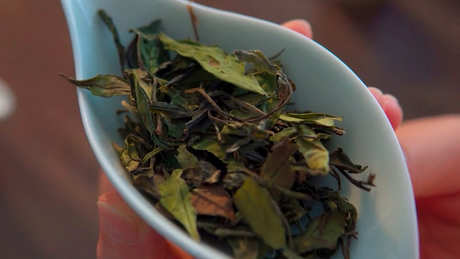 安吉白茶是十大名茶之一吗？