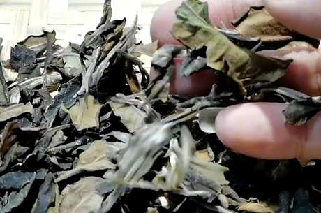 安吉白茶是十大名茶之一吗？