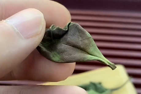安吉白茶是十大名茶之一吗？