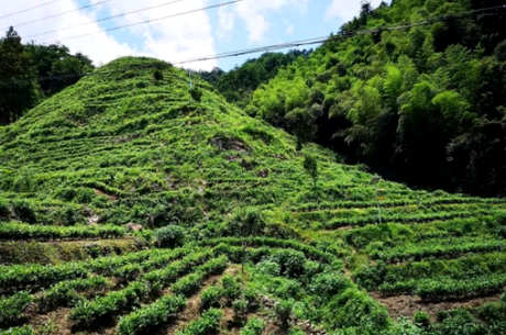 猴魁茶的产地在哪里？