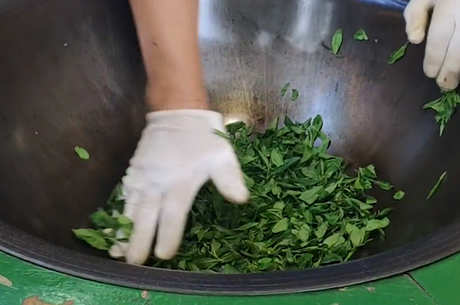 龙井茶的生产工艺