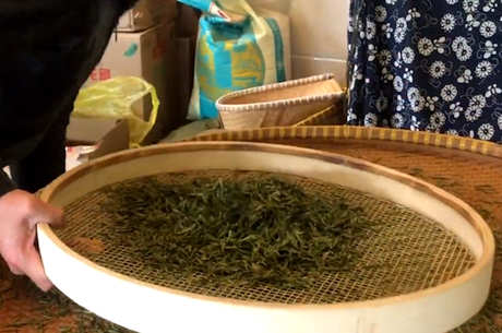 龙井茶的生产工艺