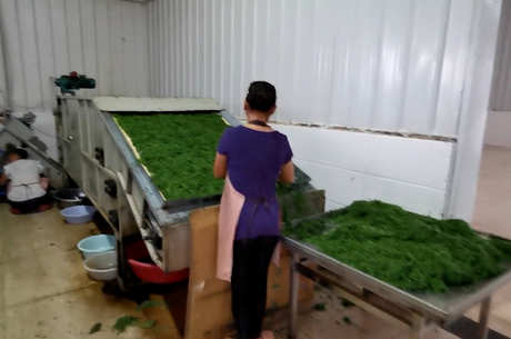 制作茶叶的详细过程
