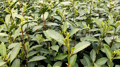 制作东方美人茶的禁忌