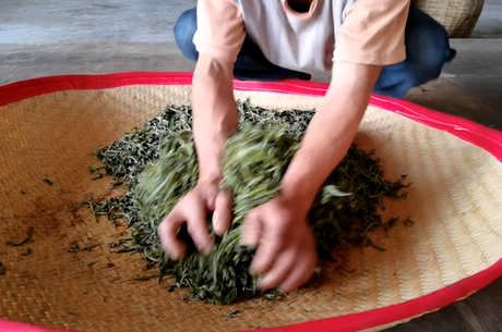 茶叶揉捻步骤