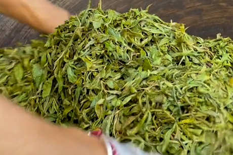 普洱茶的生产工艺