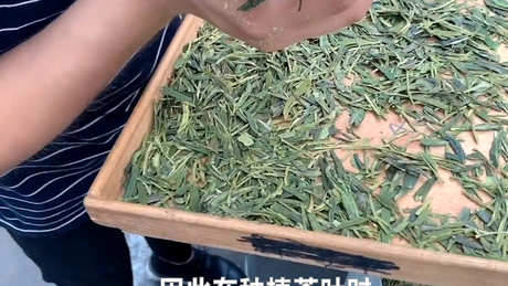 茶叶种植方法步骤