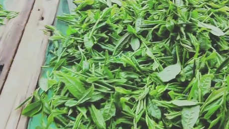 茶八步是什么？