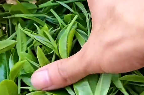 茶八步是什么？