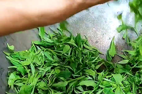 绿茶的生产步骤有四个