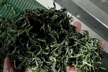 绿茶的生产步骤有四个