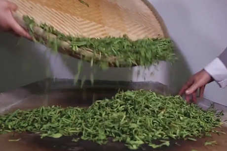 绿茶的种类和功效