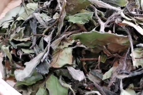 白茶的种类主要分为四类