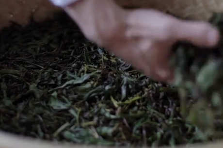 普洱茶不同于大红袍