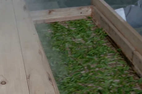 绿茶包括哪种茶