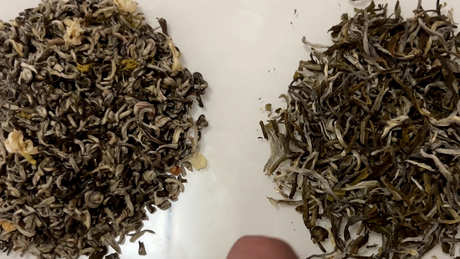 茉莉花茶的产地