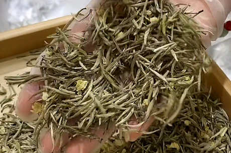 茉莉花茶的产地