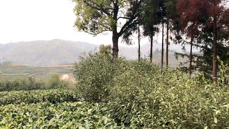正宗白茶的产地在哪里？