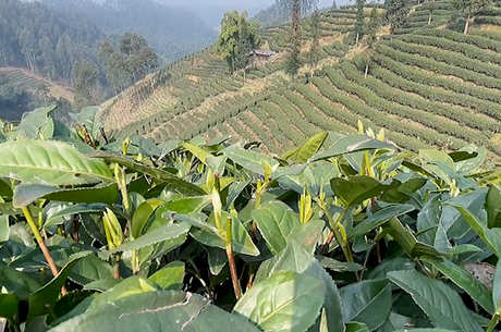茶的由来