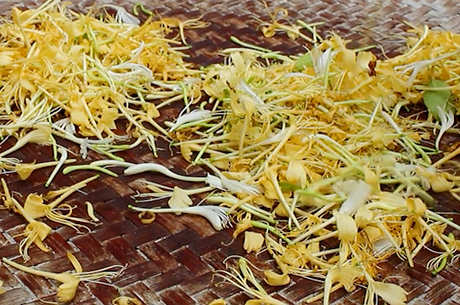 如何制作金银花茶？