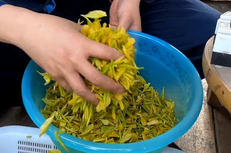 茶的种类是什么？